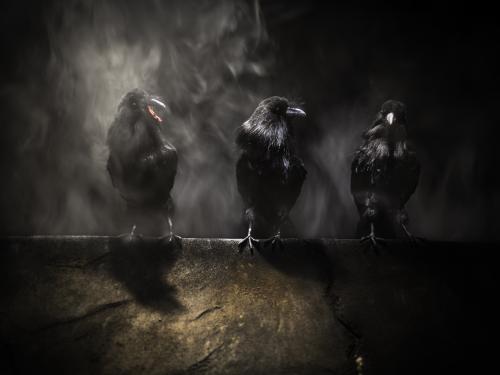 Immagini degli spettacoli degli artisti e artiste di IDRAConnect - fotografie di Massimiliano Mascagni, Giulia Lenzi, Michelle Davis, Andrea Pizzalis, Margherita Caprilli